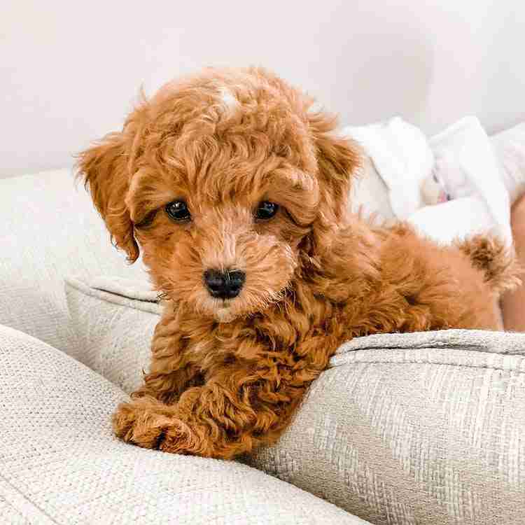 Micro Teacup Maltipoo for Sale | Under 4 lbs | Health Tested | MFS Micro Teacup Maltipoo for sale from MFS showing an extremely tiny Maltipoo puppy under 4 pounds adult weight bred from naturally small healthy parent dogs with Embark DNA health verification not runts or underfed puppies for families seeking tiny teacup Maltipoos