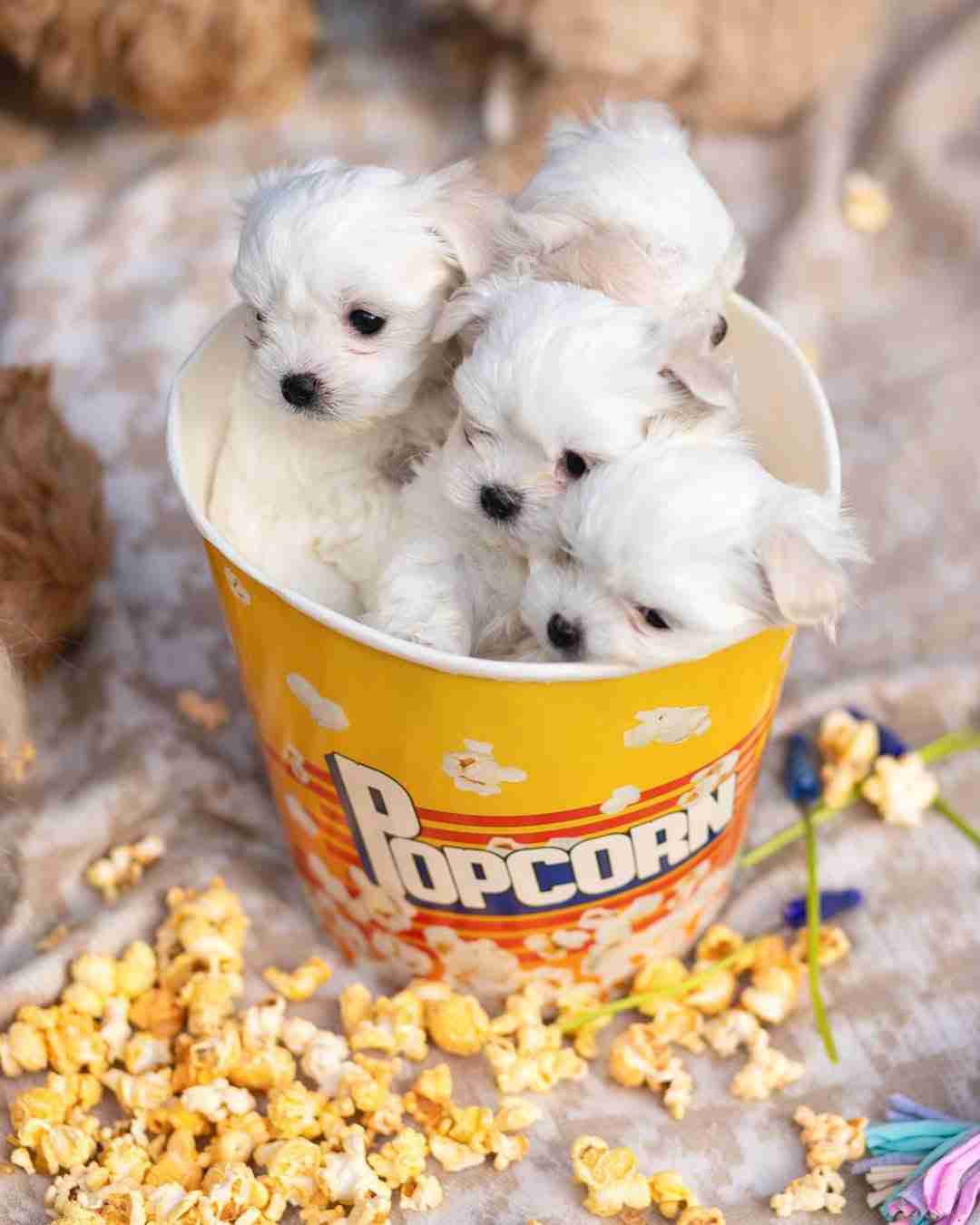4 Tiny Maltese Puppies for Sale at MFS – Our Most Exclusive micro Maltese Litter A group photo showing 4 tiny puppies for sale at MFS, lined up on a white plush rug. These small white maltese puppies represent our current available litter, featuring diverse sizes including Micro and Teacup, all exhibiting the hallmark "doll-face" features and pristine white hypoallergenic coats.