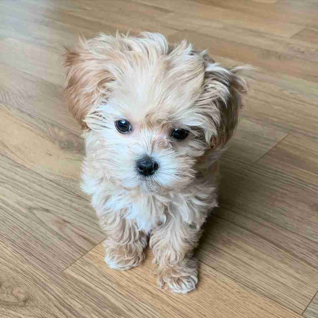 5 lb Teacup Maltipoo | Smallest Size | Apartment Perfect | MFS 5 lb Teacup Maltipoo smallest size available from MFS breeder showing a tiny 3-5 pound adult weight Maltipoo puppy perfect for apartments seniors and travel weighing under airline carry-on limits with Embark DNA testing and 10-year health guarantee