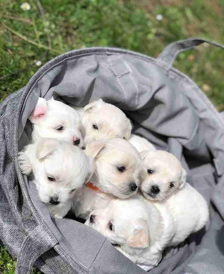 AKC-Registered Maltese Puppies For Sale – MFS Elite Pedigree A high-definition professional portrait of AKC-Registered Maltese Puppies For Sale, showing their pristine, snow-white silken hair and prominent black pigment on their noses and "halo" eyes. These puppies are posed on a luxury MFS orange blanket, highlighting their small, compact frames and the elite "doll-face" aesthetic that defines our purebred Maltese breeding standards.