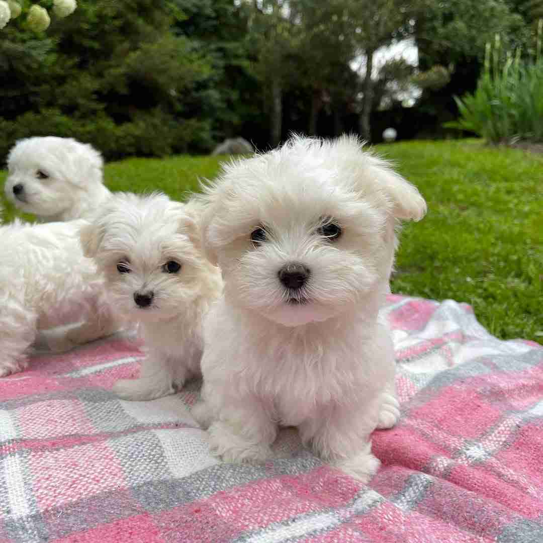 Big Maltese – The Sturdy Miniature Breed Standard A group of four healthy white Miniature Maltese puppies sitting together on a soft plush rug, showcasing the robust Big Maltese breed standard with pure white coats, jet-black pigment, and sturdy bone density.