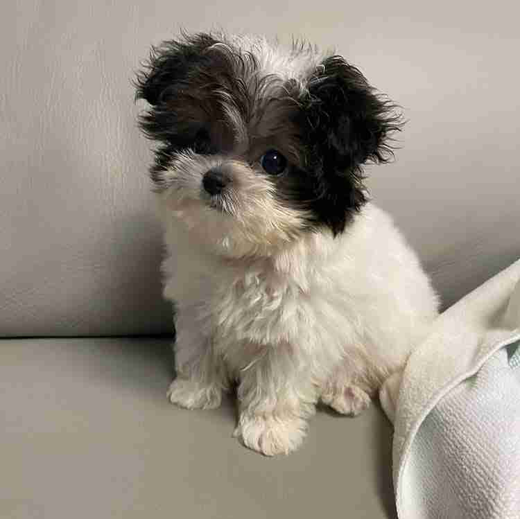 Aria, tuxedo pattern Maltipoo unique black white markings black and white Maltipoo puppy for sale - female parti color Maltipoo