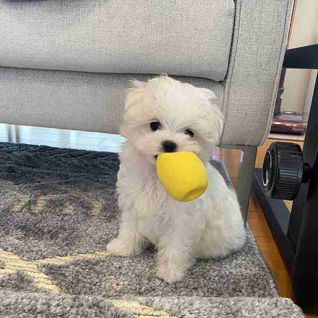 Boss – Buy Large Maltese Puppy Male Boss, a handsome white male Maltese puppy, standing confidently on a plush surface looking at the camera with large dark eyes and a coal-black nose, representing a sturdy purebred Maltese.