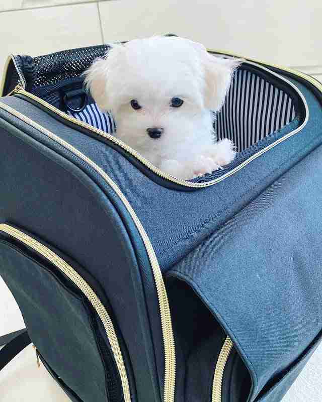 Buy Teacup Maltese Puppy – Transparent Pricing & Quality A photo of a hand gently holding a tiny Maltese puppy, titled Buy Teacup Maltese Puppy. This image showcases the extreme smallness and fragility of the teacup size, with the puppy's pure white fur and dark pigment on full display.