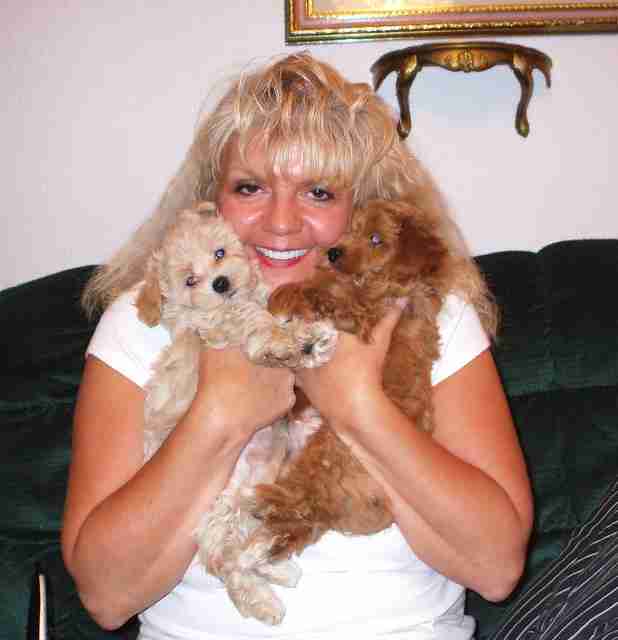 Breeder Cathy Holding Red and Apricot Maltipoo Puppies A smiling woman, Cathy, holding two Maltipoo puppies close to her face—one light apricot and one deep red. This is the gold standard for apricot and red Maltipoos for sale.
