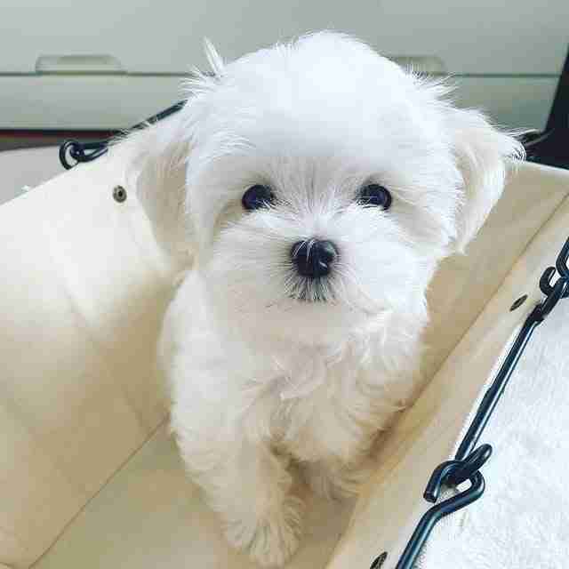 Abie – The Sweet Giant Maltese Female A gentle female Maltese puppy named Abie sitting peacefully, showing her sweet expression, perfectly groomed white fur, and a patient, calm disposition.