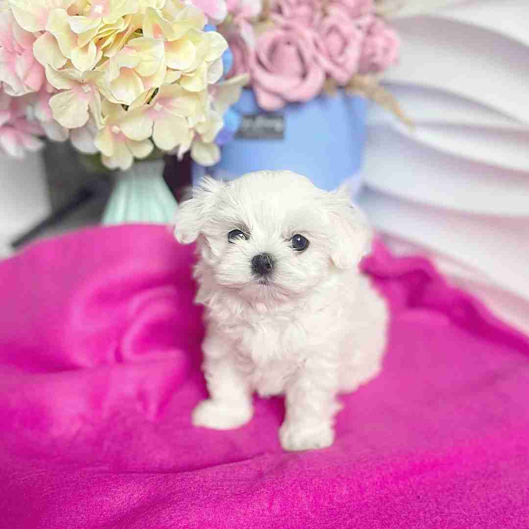 Little Dogs For Sale – Hypoallergenic & Low Maintenance puppies A cheerful photo of one little dog for sale playing together in a sunlit living room. These "little dogs" are purebred Maltese, showcasing their compact size and playful energy, making them the ideal choice for anyone searching for small, non-shedding indoor companions.