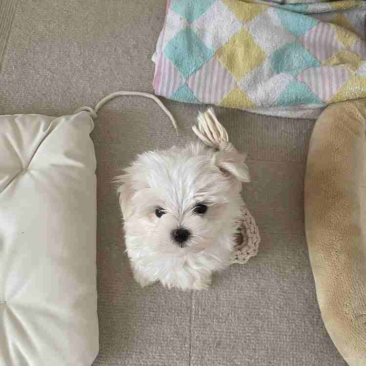 Geri – Male Miniature Maltese Near You A playful male Miniature Maltese puppy named Geri peeking out from behind a small wicker basket, showcasing his curious, brave personality and deep black pigment.