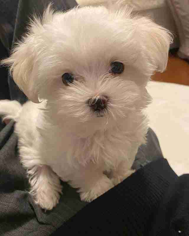 Male Teacup Maltese For Sale – The Ultimate Velcro Dog A photo of a charming Male Teacup Maltese For Sale named Jets, showing his playful "grin" and bright black eyes. The puppy is wearing a tiny blue bowtie, emphasizing his masculine yet adorable "male" status and his tiny teacup proportions.