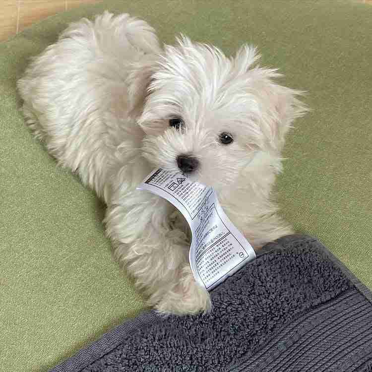 Saly – Ethical Maltese Adoption Puppy Alternative Saly, a cuddly female Maltese puppy, curled up in a soft blanket, looking up with a grateful, happy expression and pristine white coat.