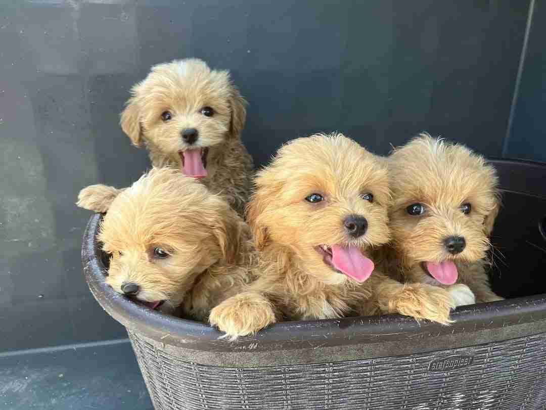 Maltipoo Puppies Available Now | Happy Playful Temperament | Maltipoo Puppies Immediate Availability | Best Companion Dogs for Families Four joyful apricot Maltipoo puppies for sale with teddy bear faces and pink tongues out sitting together in a decorative basket showing their playful happy temperaments and well-socialized personalities developed through MFS Puppy Culture raising program and Early Neurological Stimulation protocols, these Maltipoo puppies available now are ready for immediate adoption with completed vaccinations veterinary health certificate Embark DNA testing and 10-year health guarantee, perfect hypoallergenic companion dogs for families with children seniors seeking affectionate teacup or toy lap dogs and first-time owners wanting easy to train intelligent small breed puppies for sale.