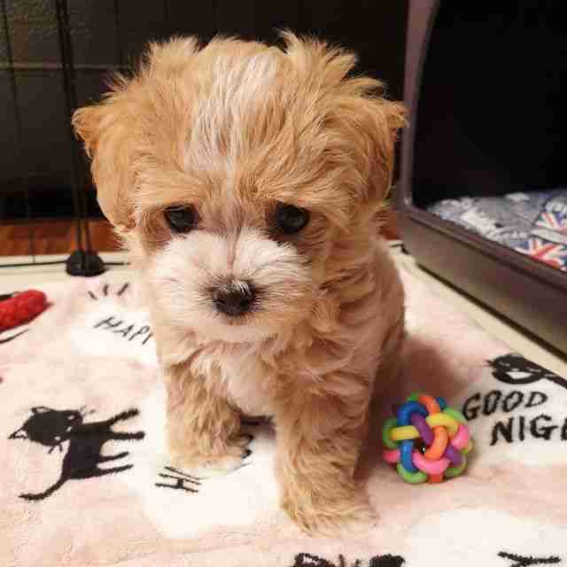 Maltipoo teacup for Sale | Health-Tested | 10-Year Guarantee | MFS Maltipoo teacup for sale from MFS ethical dog breeder featuring an apricot-colored Teacup Maltipoo puppy with Embark DNA health verification and 10-year genetic guarantee ready for adoption by families seeking hypoallergenic non-shedding companion dogs for sale