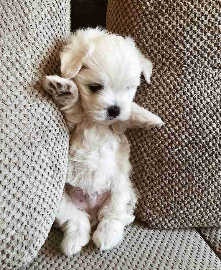 Pocket Maltese Puppies For Sale – The Ultimate Travel Companion A tiny Pocket Maltese puppy for sale sitting inside a lady's overcoat pocket, peeking out with its tongue slightly visible. This image perfectly illustrates the "Pocket" size of these puppies, highlighting their portability and miniature stature.