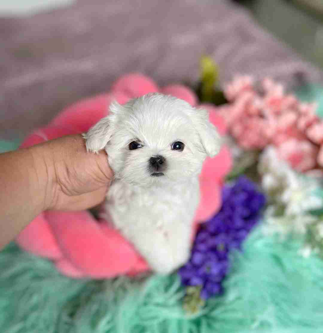 Purebred Maltese For Sale – Champion Bloodline Pedigrees A side-profile view of a purebred maltese for sale, showcasing its level topline, high tail carriage, and silken white hair. The image is designed to show the "typey" breed characteristics that distinguish a purebred maltese for sale at MFS from lower-quality mixed breeds.