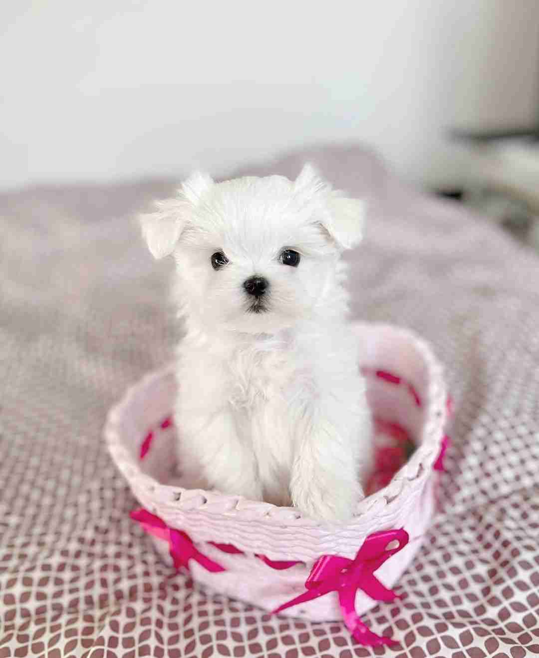 AKC Small White Maltese Puppies Sale – Pristine Aesthetic & Health A pristine photo of small white Maltese puppies for sale, featuring a puppy with perfectly groomed, snow-white fur and zero tear staining. This image emphasizes the "high-end" look of the MFS line, showing why our small white Maltese puppies sale is the top choice for discerning luxury buyers.