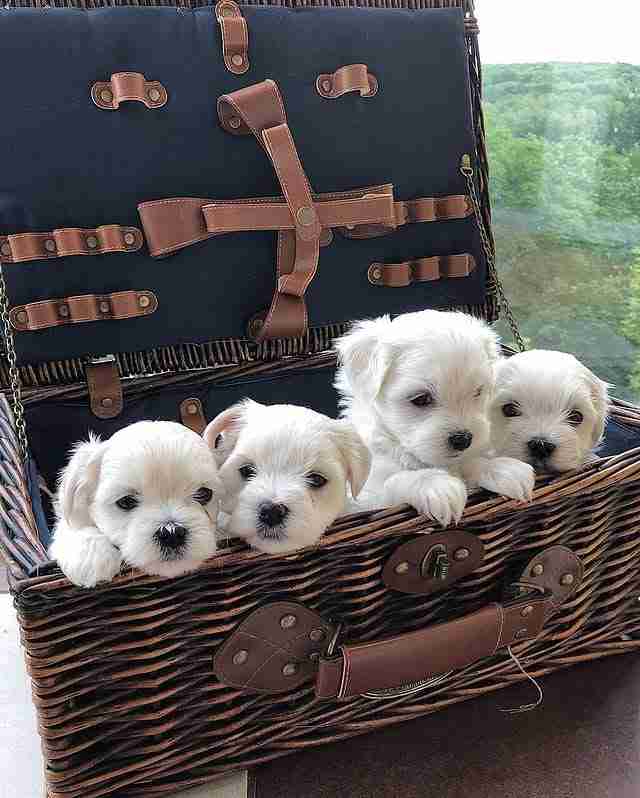 Teacup Maltese Dogs For Sale – Elite 5lb adult Size A group photo of Teacup Maltese Dogs For Sale, showing four tiny white puppies with massive "doll-face" eyes and short muzzles. These puppies are sitting in a luxury wicker basket, highlighting their small 5lb adult charting size and their status as premium lap dogs.
