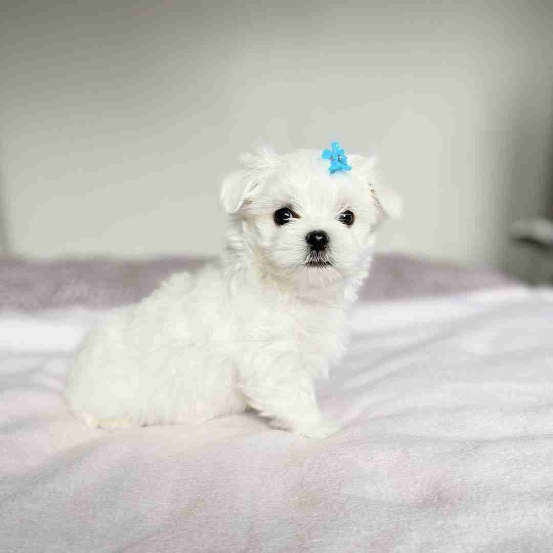 Teacup Maltese For Adoption – Why Professional Breeding Matters An image contrasting a rescue-style dog with a pristine MFS puppy, used to educate those searching for Teacup Maltese For Adoption. The photo highlights the importance of health guarantees and known genetic history that you get with MFS, compared to the risks of "adoption" for tiny breeds.